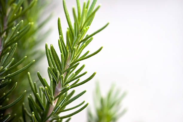 Rosemary Sprigs on Gray Background with Copy Space stock photo