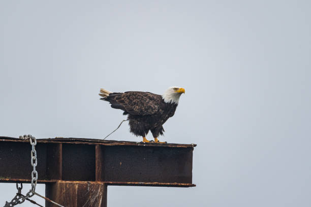 bielik amerykański defekujący - eagle animal bald eagle surveillance zdjęcia i obrazy z banku zdjęć