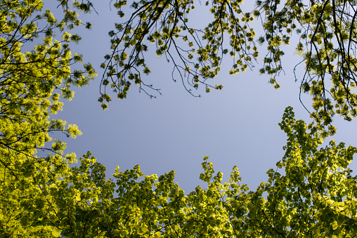 Green trees and a cloudy blue sky. The canopy of tall trees framing a clear blue sky, with the sun shining through