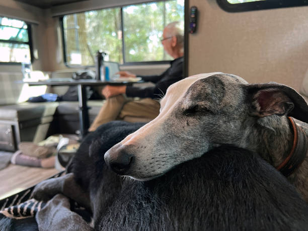 istock Dog sleeping in an RV. 1472826611