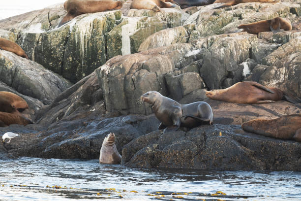 istock Sea Lions Swimming in Pacific Ocean 1472827375