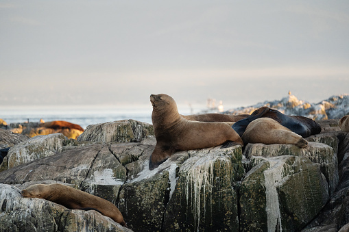 Sea Lion sunbathing on the shoreline.