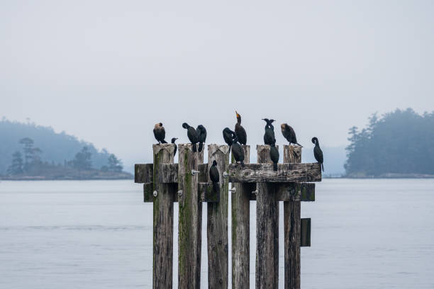 cormorani su un posatoio - appollaiarsi foto e immagini stock