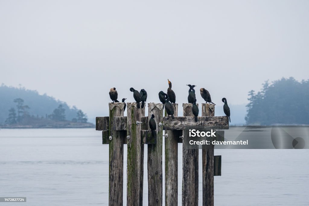 cormorants on a Perch Seagull on a concrete perch waiting for food. Cormorant Stock Photo