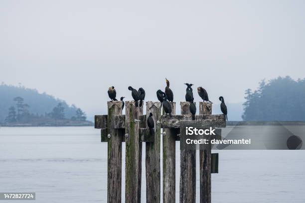Cormorants On A Perch Stock Photo - Download Image Now - Cormorant, Perching, Vancouver Island