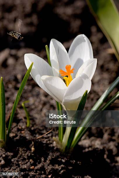 Photo libre de droit de Crocus Avec Abeille banque d'images et plus d'images libres de droit de Abeille - Abeille, Arbre en fleurs, Beauté