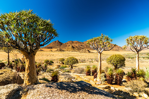 A myrrh bush (Commiphora myrrha) in the dry landscape in the Northern Cape, South Africa, on the border with Namibia. Myrrh resin is used as incense, perfume and medicine, and is considered\na highly valuable commodity, one of the three presented to Mary and Joseph at the birth of Christ.