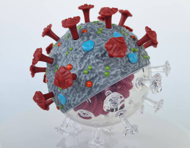istock Coronavirus COVID-19 microscopic anatomy virus and disease c 1472827856