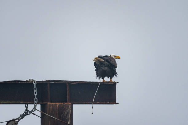 bielik amerykański defekujący - eagle animal bald eagle surveillance zdjęcia i obrazy z banku zdjęć