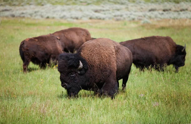 istock Bison Grazing in the Lamar Valley 1472828815