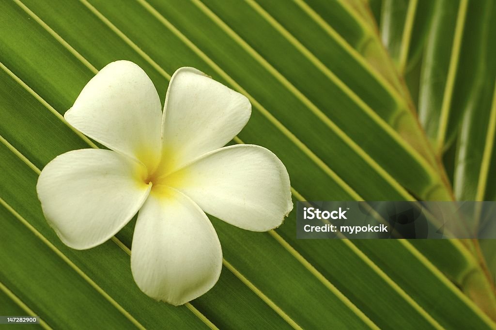 White plumeria on palm leaf Single white plumeria on coconut  leaf Blossom Stock Photo