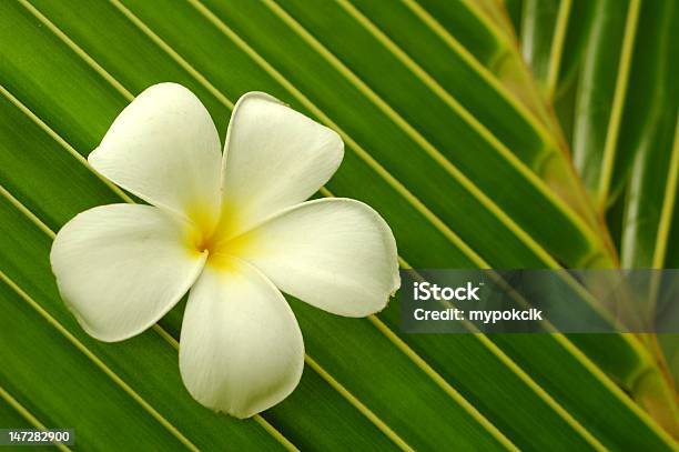 White Plumeria On Palm Leaf Stock Photo - Download Image Now - Blossom, Coconut Palm Tree, Frangipani Blossom