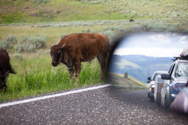 istock Bison Grazing in the Lamar Valley 1472829483