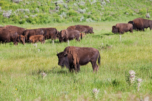 Bison Grazing in the Lamar Valley of Yellowstone National Park.