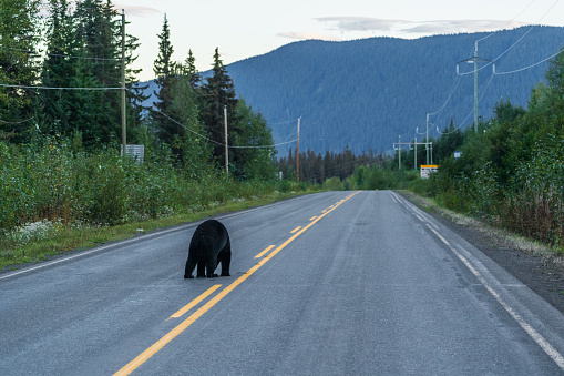 Black bear crossing highway in Stewart, BC, Canada.