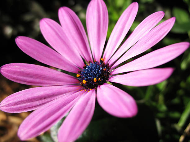 Pink Flower African Daisy stock photo