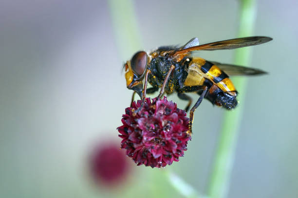 istock A fly sits on a red flower. Insects in the wild. 1472831078