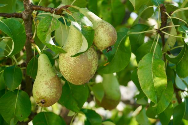 istock A pear is hanging on a tree among green leaves. Pears on a tree. Green pears grow on a tree among green leaves. 1472831118