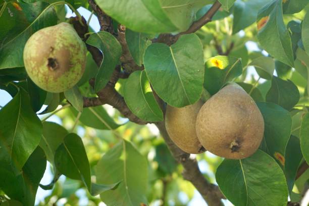 istock A pear is hanging on a tree among green leaves. Pears on a tree. Green pears grow on a tree among green leaves. 1472831176