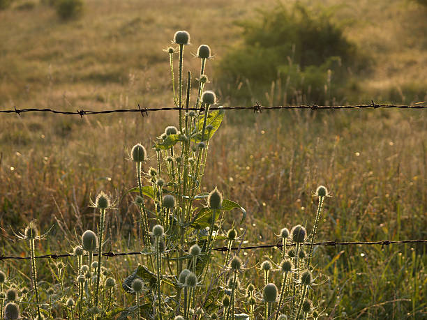 thistles and barbed wire fence stock photo