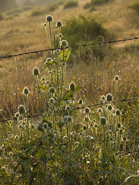 thistles and barbed wire fence, verticle stock photo