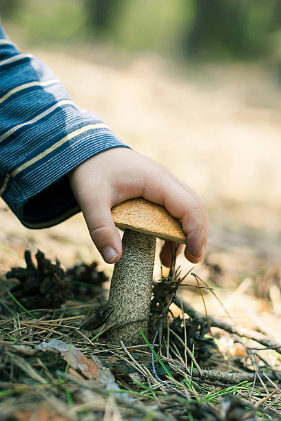 Mushroom is in a hand stock photo