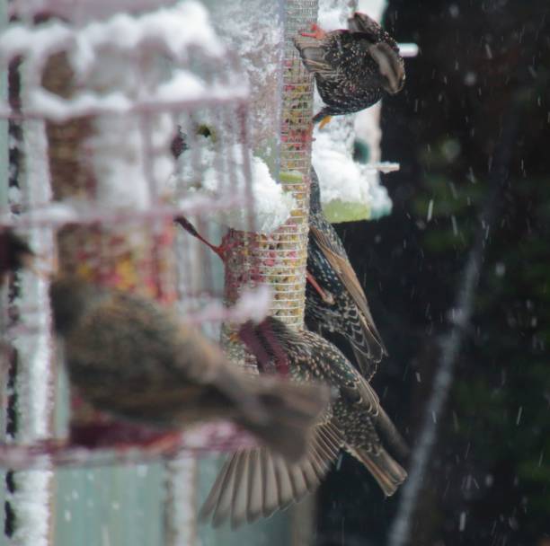 istock Starling feeding in snow 1472833968