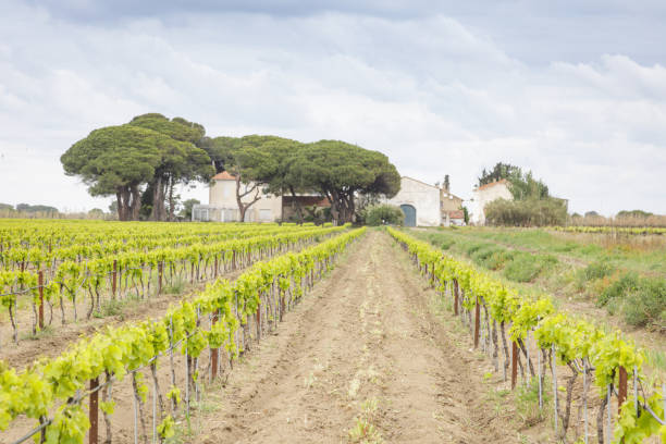 Green vineyards in the hills of the island of Sardinia in sunlight in spring