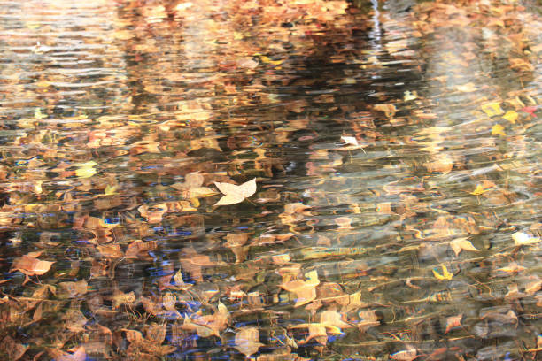 istock Autumn fallen leaves laying under the water surface and floating over the water surface with ripples 1472834971