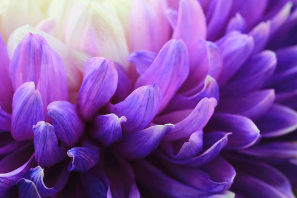 istock Macro shot,blooming Chrysanthemum flower 1472834979