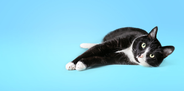 Large black and white male cat in relaxed and safe pose. Selective focus. Colored background. Copy space.