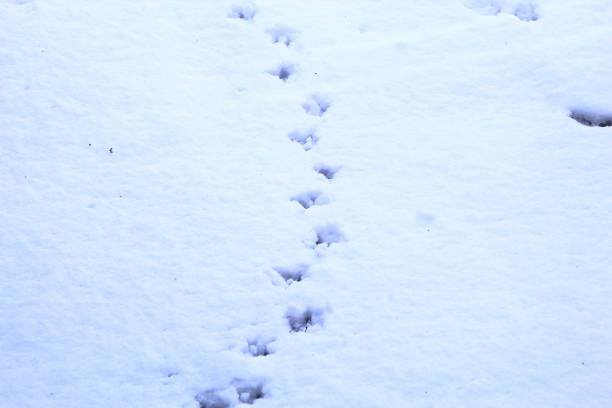Small animal or bird tracks in fresh snow