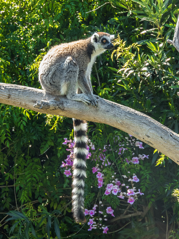Lemur de cola anillada parado arriba de rama de un arbol