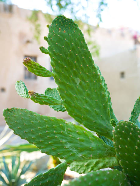 istock Growing Cactus Plant in the Garden 1472835540