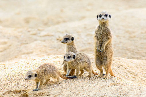 A group of suricates stand guard outside their burrow system