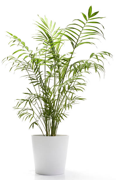 istock Palm plant in a white pot on a white background 147283703