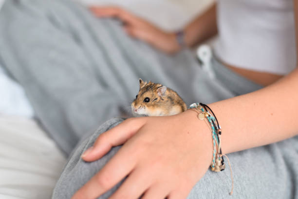 Young girl is sitting with tiny Roborovski dwarf hamster on her leg Young girl is sitting with tiny Roborovski dwarf hamster on her leg roborovski hamster stock pictures, royalty-free photos & images