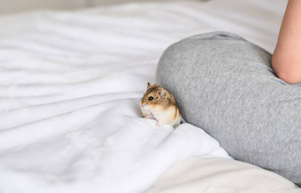 Tiny Roborovski dwarf hamster sitting on a bed beside a person Tiny Roborovski dwarf hamster sitting on a bed beside a persons leg roborovski hamster stock pictures, royalty-free photos & images