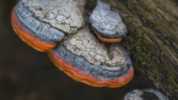 Tinder fungus stock photo
