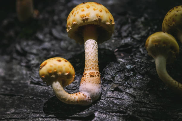 Royal honey mushrooms on tree bark stock photo