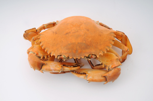 isolated crab with white background