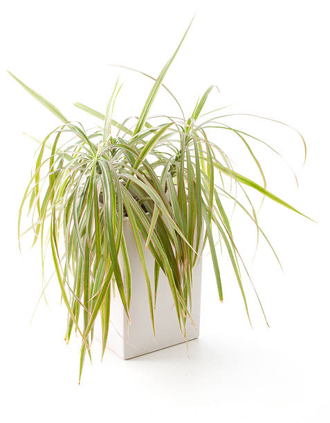 istock Potted Plant - Draecaena 147283928