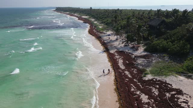 Aerial View of Mexican Beach Covered in Sargassum Gulfweed Seaweed