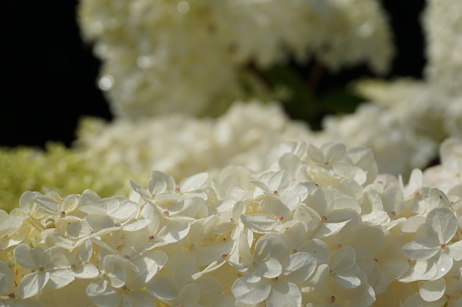 White tree-like hydrangea is a large species. White hydrangea flowers. White Hydrangea on a dark background.