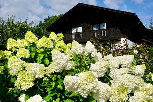White hydrangea on the background of a wooden house. White hydrangea flowers on the background of a village house.