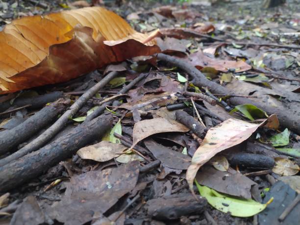 istock Dry leaves, stick and branches on the muddy soil 1472841022