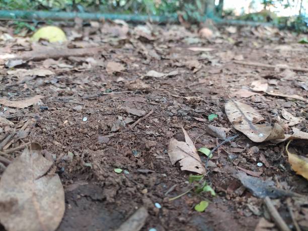 istock Dry leaves, stick and branches on the muddy soil 1472841034