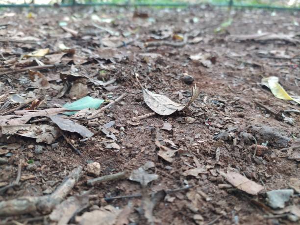 istock Dry leaves, stick and branches on the muddy soil 1472841084