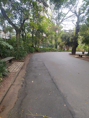 Asphalted path in Aclimacao park. Shot in Sao Paulo city, Brazil.