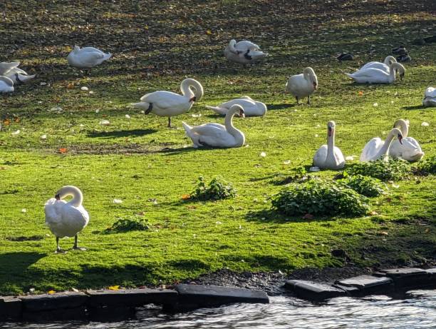 istock Group of resting Mute swans (Cygnus olor) 1472842294